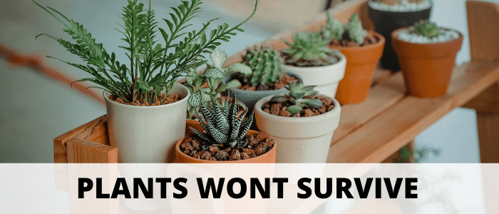Plants During Winter Moving